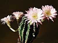 Echinopsis mit vier Blten